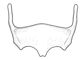   Anthidium collectum  male, diagram showing ventral view of sixth sternum (S6), diagram from Gonzalez and Griswold 2013 
